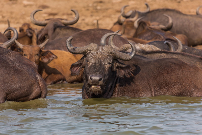 23 Oeganda, Queen Elizabeth NP, buffels.jpg